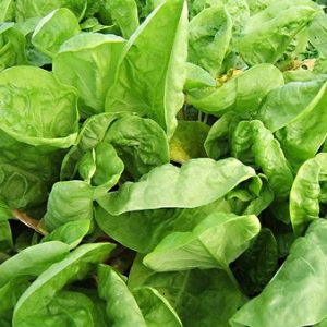 Oseille verte (200g) BIO