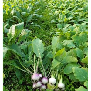 Navet blanc Tokyo Cross (Botte)