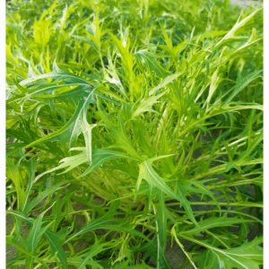 Mizuna (250g) BIO
