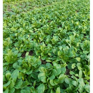 Mâche parisienne (200g)