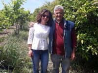 Agrumes bio de Sicile