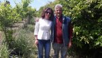 Agrumes bio de Sicile