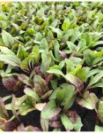 8 Plants bio de betteraves potagères