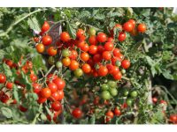 Tomates cerises rouges ou oranges (barquette de 250 gr)