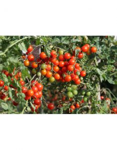 Tomates cerises rouges ou oranges (barquette de 250 gr)
