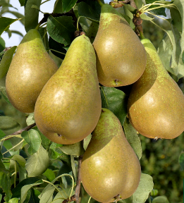 Poires Conférence (1kg)