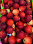 Nectarines jaunes kg