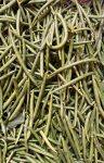 Haricots verts fins (500g)