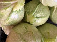Courgette ronde blanche de Nice 1kg