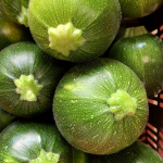 Courgette ronde verte de Nice 1kg