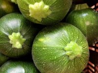 Courgette ronde verte de Nice 1kg
