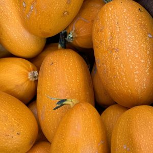 Courge spaghetti (environ 1kg)