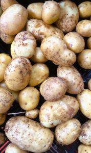 Pommes de terre  ‘Lady christl’ PRIMEUR