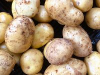 Pommes de terre  'Lady christl' PRIMEUR