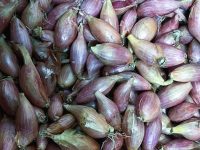 Echalotes nouvelles (250g)