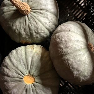 Potiron 'Bleu de Hongrie' (part d'environ 1.5kg)