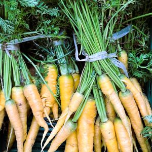 Carottes Yellowstone (carottes jaunes en botte)