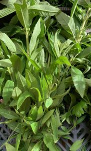 Verveine citronnelle