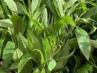 Verveine citronnelle