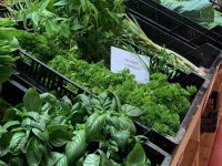 Basilic Grand vert
