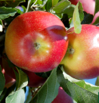 Pommes Bio Melrose (1kg)