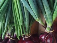 Oignons rouges en botte
