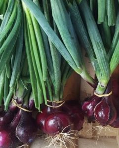 Oignons rouges en botte