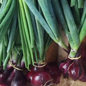 Oignons rouges en botte