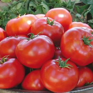 Plant de tomate ronde LEGEND