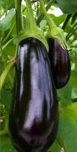 Aubergine (1kg environ)