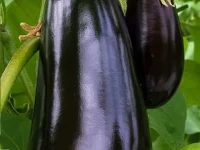 Aubergine (1kg environ)