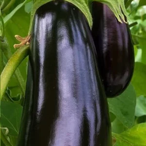 Aubergine (1kg environ)