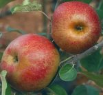 Pommes Boskoop (1kg)