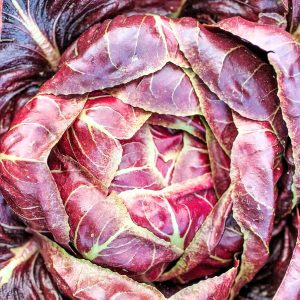 Chicorée Rouge de Trévise (unité)