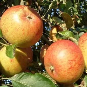Pommes Bio 'COX's orange' (1 kg)
