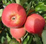 Pommes bio Falstaff (1 kg)