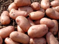 Pommes de terre 'Jeannette' PRIMEUR