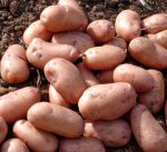 Pommes de terre 'Rubis'