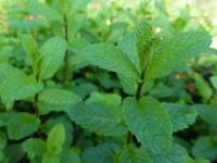 Menthe verte (botte)