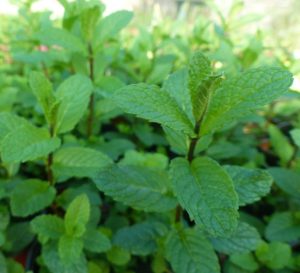 Menthe verte (botte)