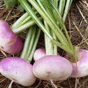 Navet blanc à collet violet (Botte)