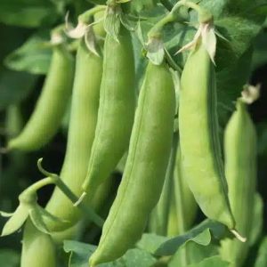 Petit pois 500grammes