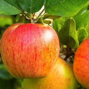 Pommes "Reine des Reinettes" (1 kg)