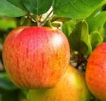 Pommes "Reine des Reinettes" (1 kg)