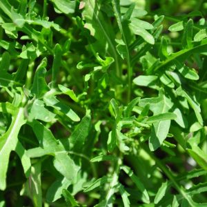 Roquette cultivée BIO (250g)