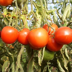 Plant de tomate ronde SIEGER