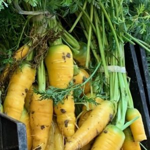 Carottes Yellowstone (carottes jaunes en botte)
