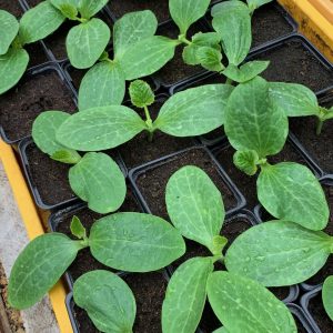 Plant de courgette verte ronde