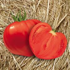 Plant de tomate COEUR DE BOEUF CARDINAL