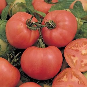 Plant de tomate ronde ROSE DE BERNE